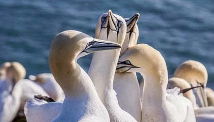 kaiyun官方网站-广东宏远连续夺冠纪录备受关注，广东宏远队总冠军领奖画面