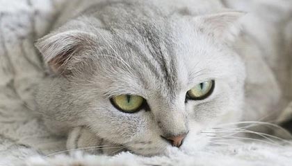 开云官方-天津金星队抢先夺冠，连续获胜打破纪录，天津金星赛鸽公棚2015年决赛