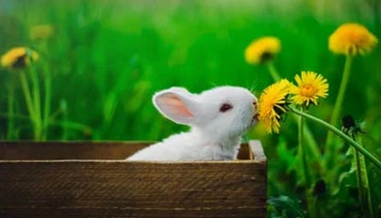 Kaiyun(中国)开云-王者荣耀解说评述：赛事战术分析与选手表现评价，王者荣耀赛事分析报告