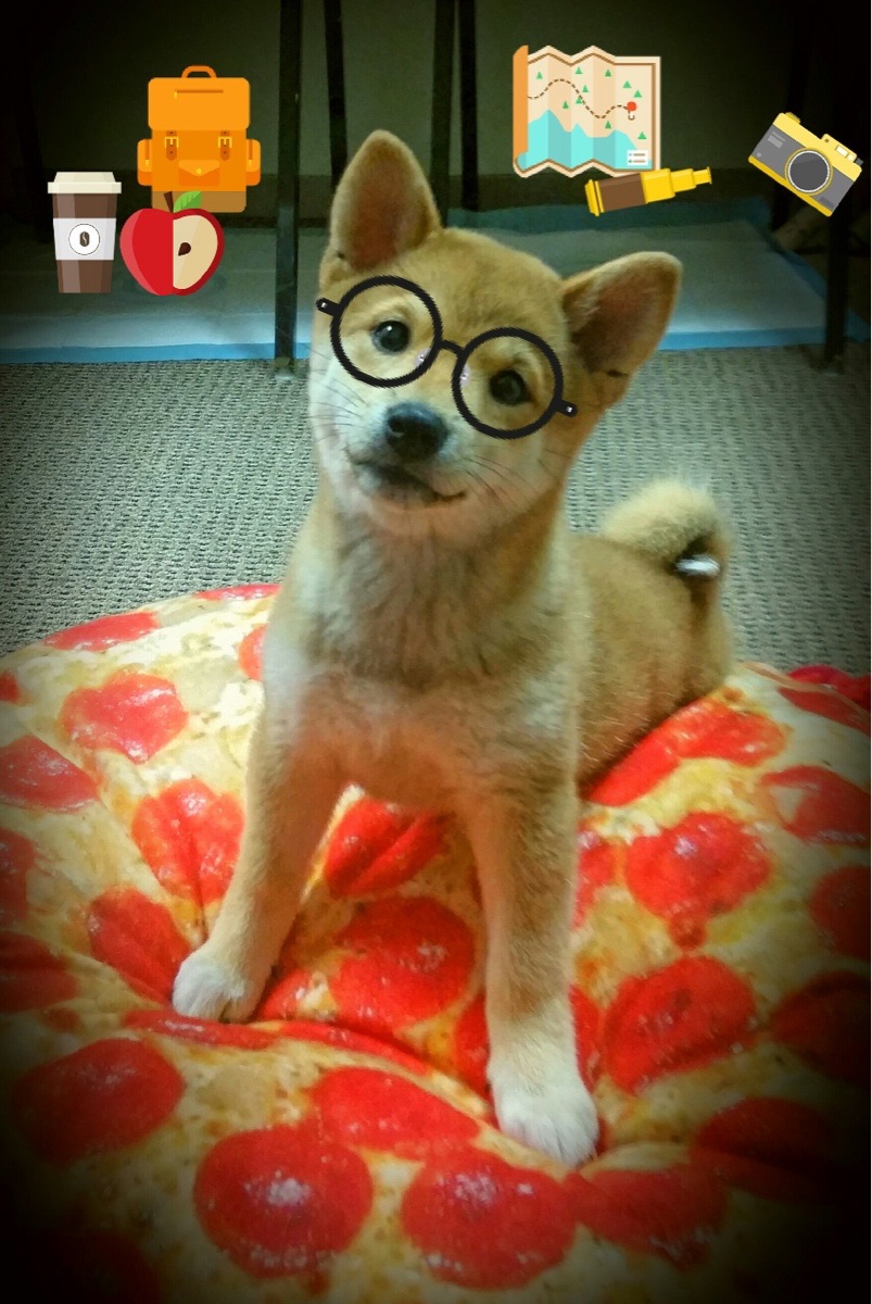 德甲推行智能裁判系统，提升判罚精准度，德甲裁判安排