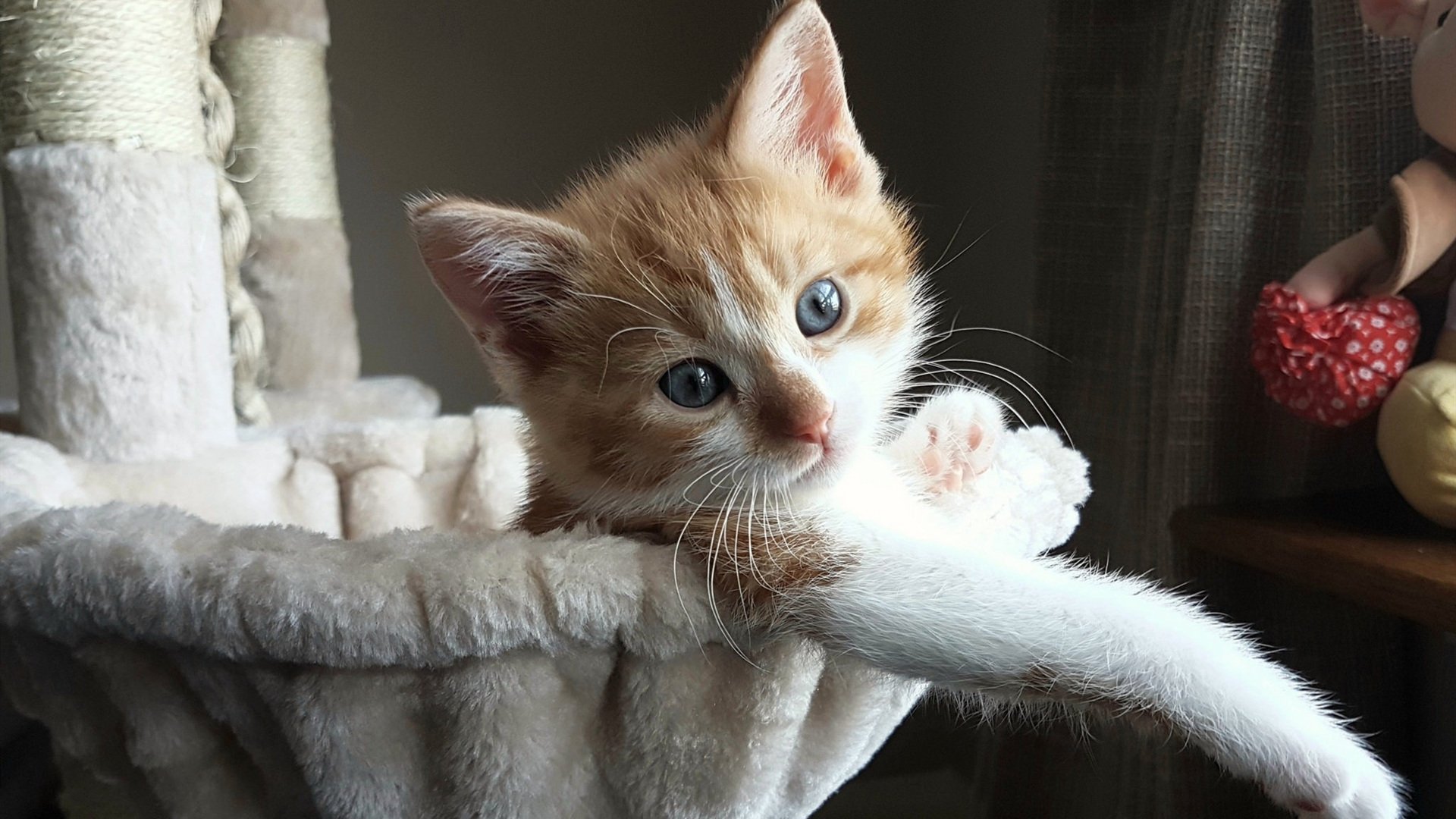 KAIYUN 中国大陆-德甲推出全新观众体验套餐，推动足球文化多元发展，德甲表演赛