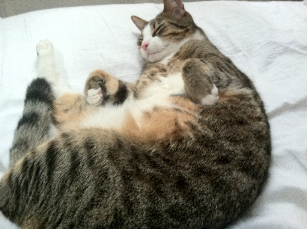 kaiyun登录入口-意大利男子篮球队在小组赛中表现出色，意大利男篮12人名单