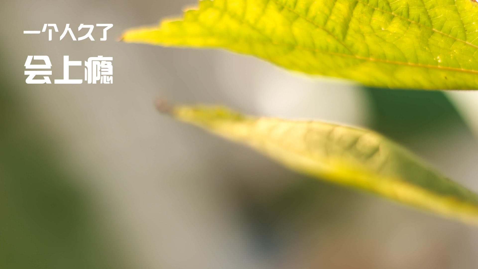 开云官方-明日方舟“未来猎人”线上淘汰赛火焰升腾，猎狼人红明日方舟