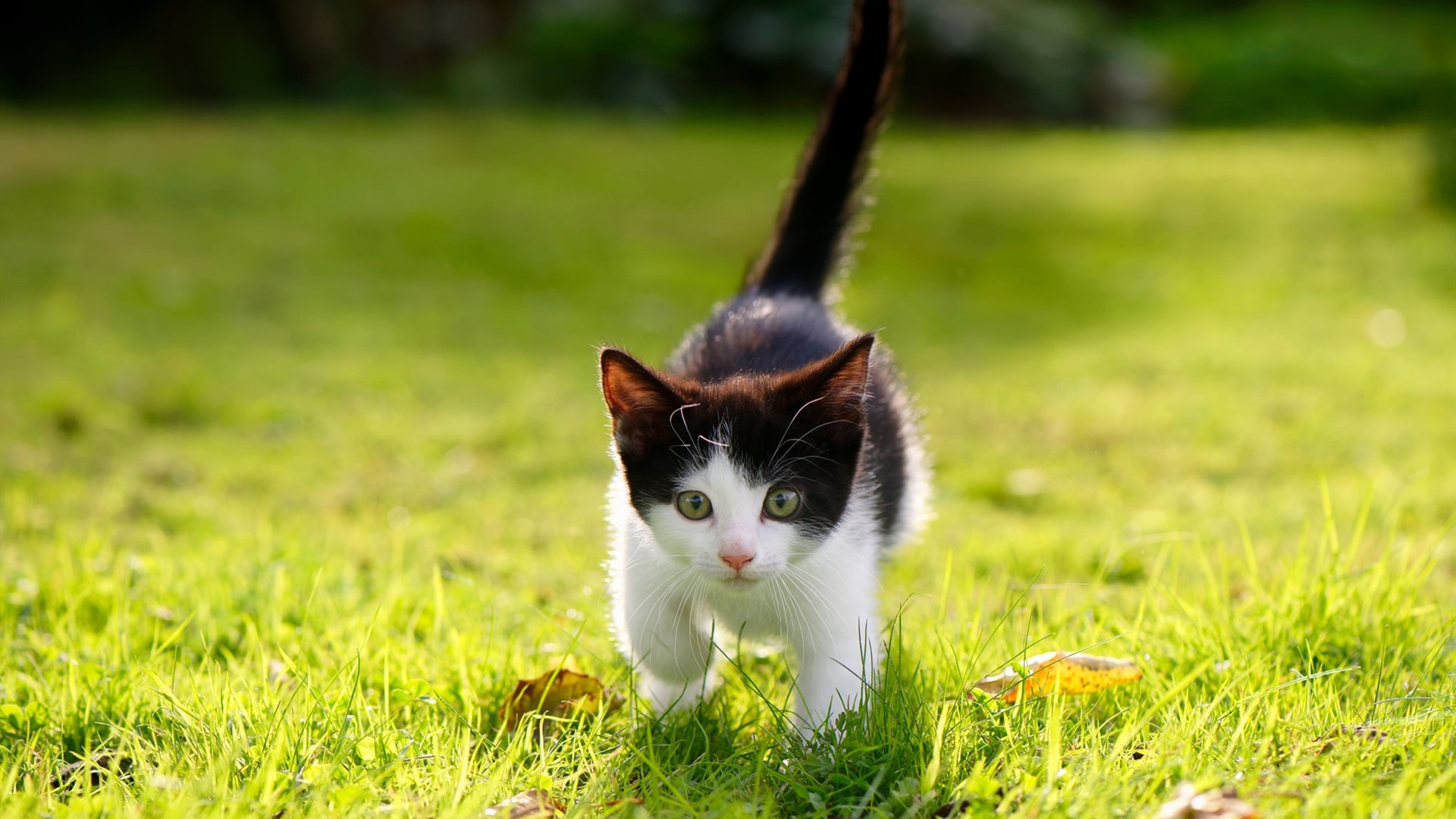 开云·体育官网-绝杀时刻：那些让人永远难忘的终场神作，绝杀时刻小程序