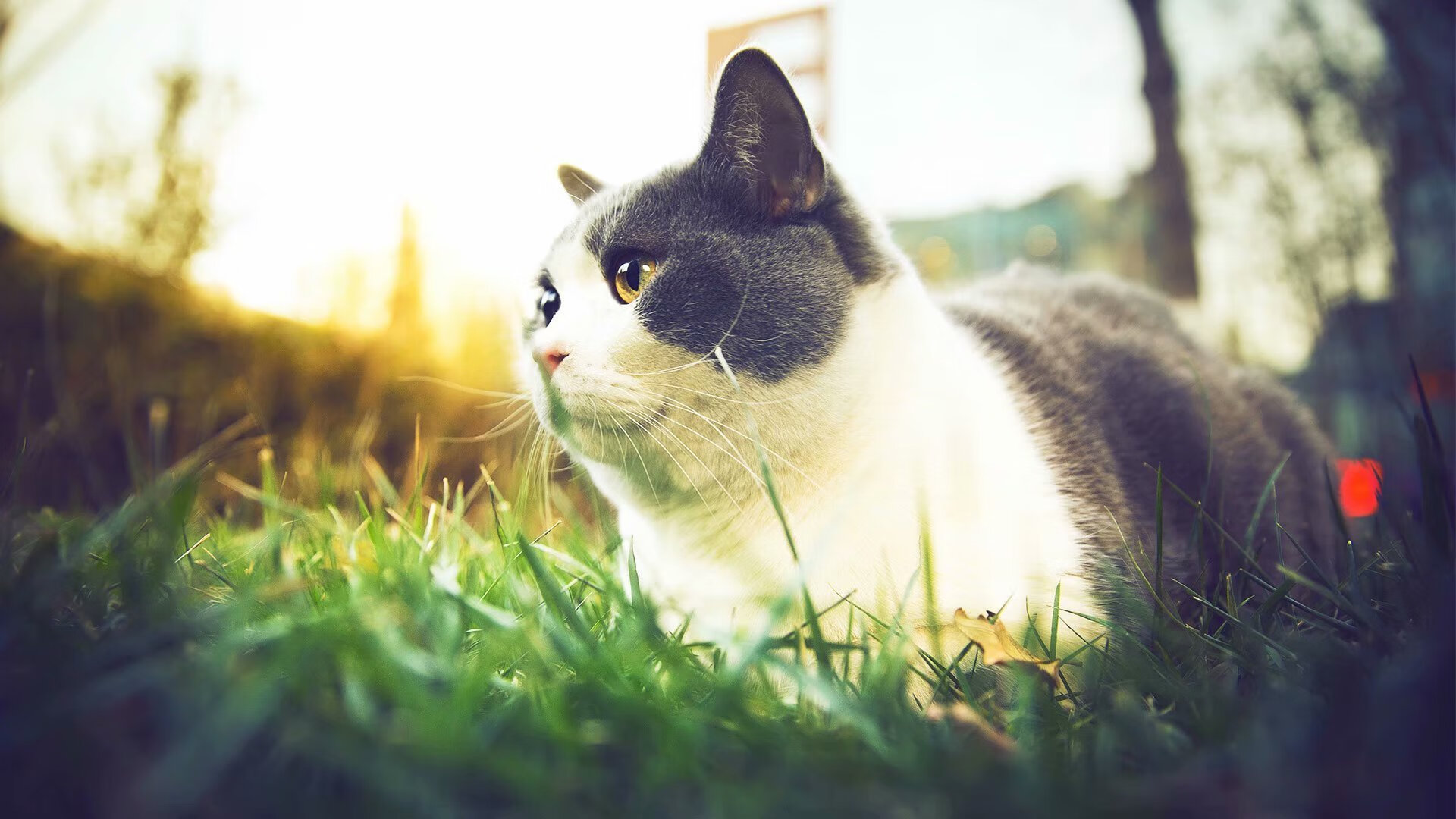 开云网页版登录入口-女足联赛关注度持续上升，女足上热搜