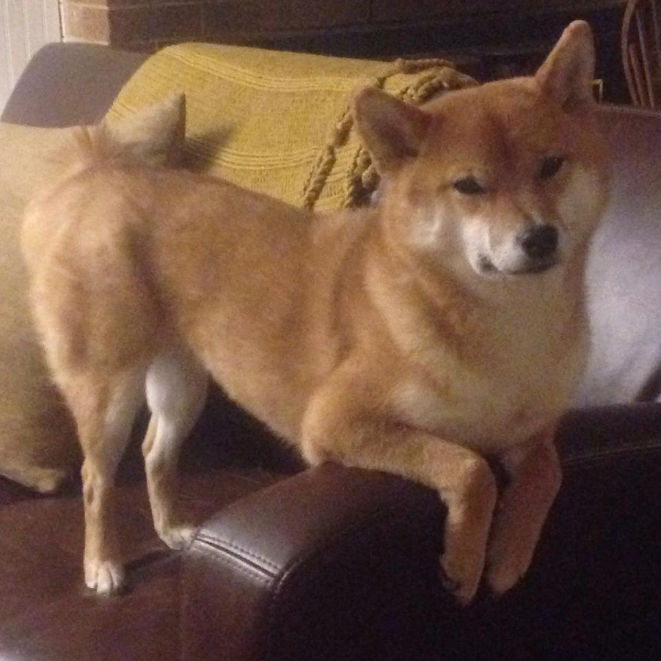 开云官方-黄蜂球队年轻球员表现抢眼，黄蜂球队以前叫什么