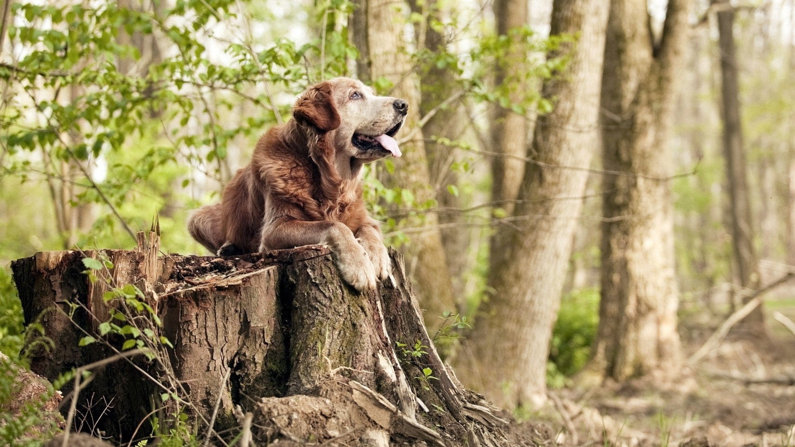 体育赛事品牌传播策略优化路径,体育赛事营销的创新