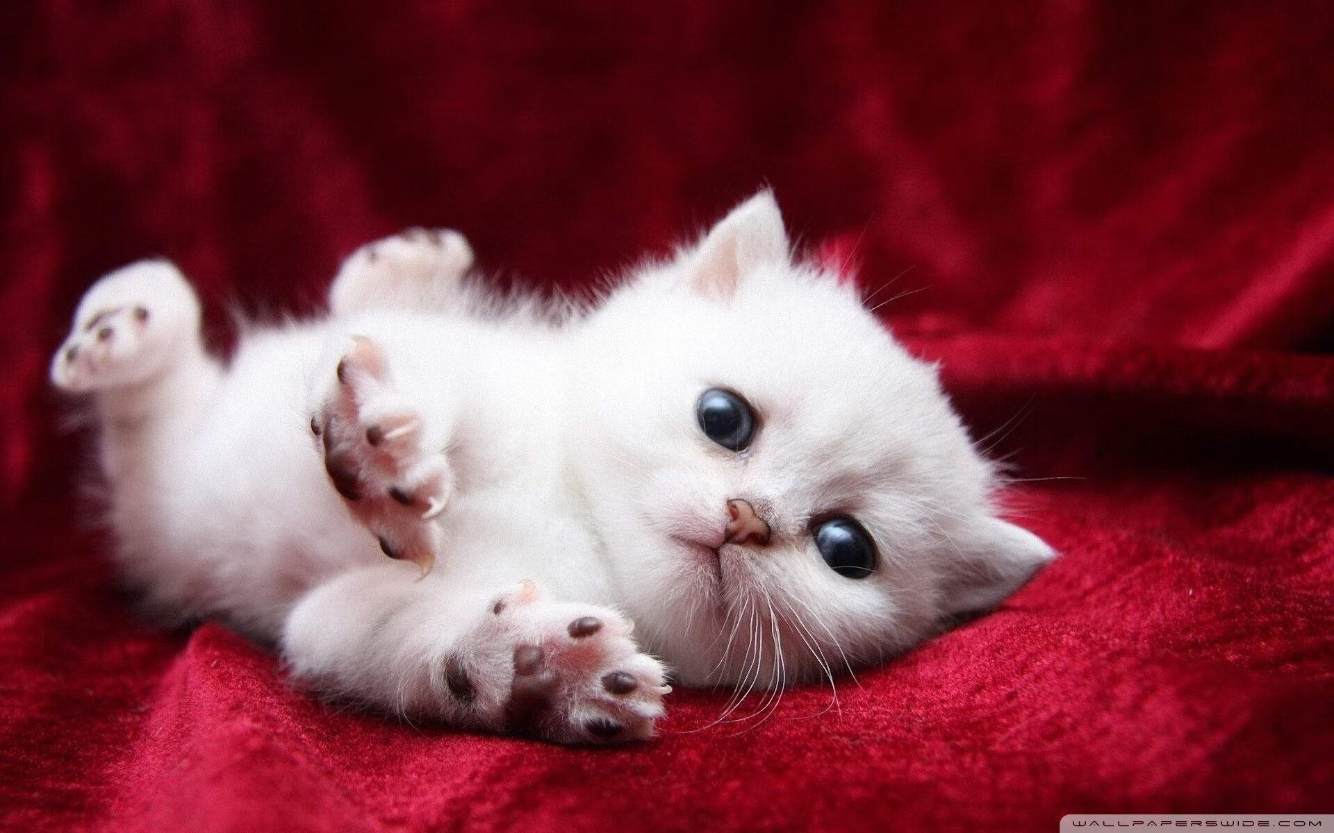 开云·体育官网APP下载-博卡青年高位逼抢未见成效，博卡青年10号都有谁