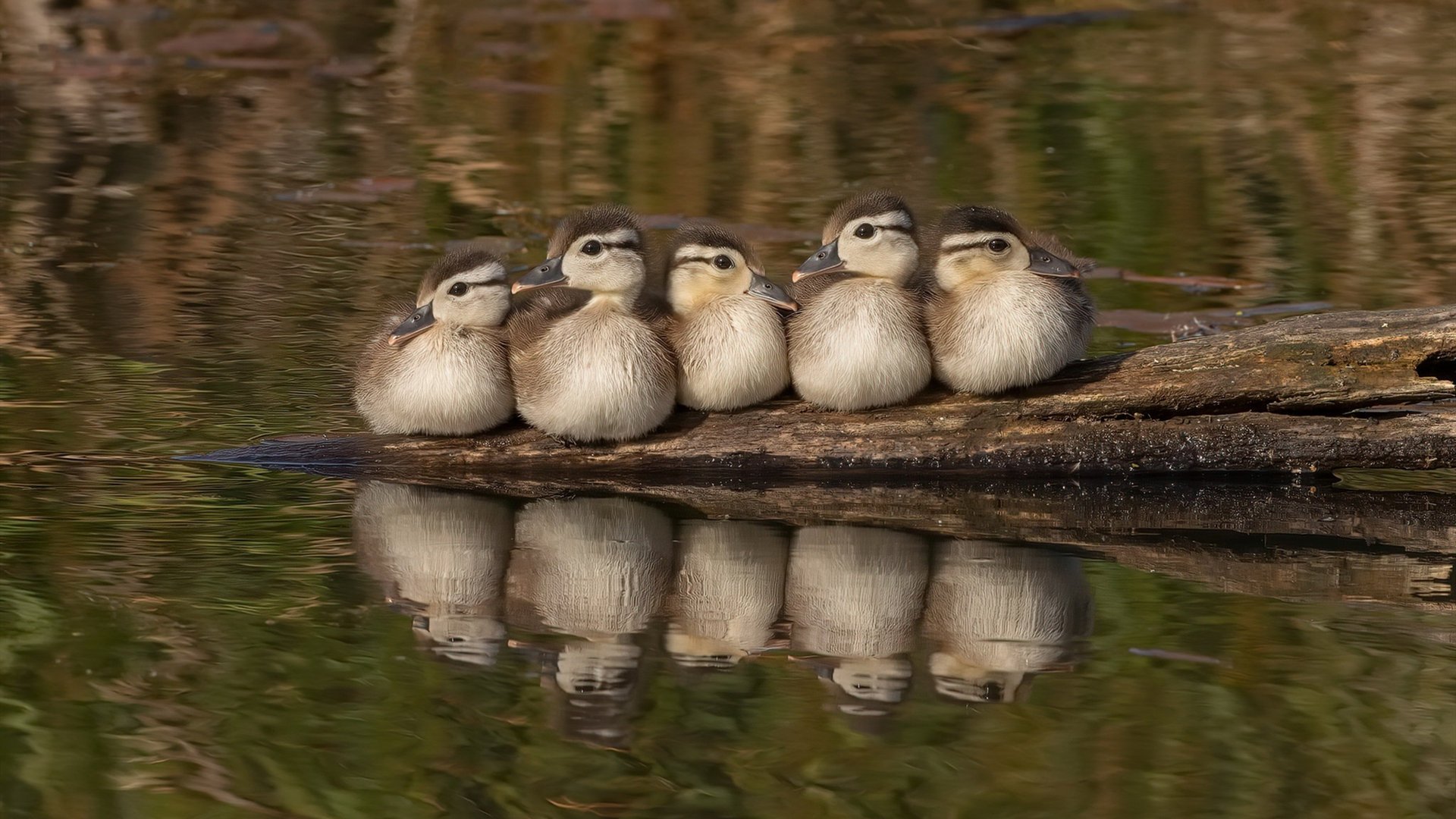 开云·Kaiyun网页版-拜仁穆西亚拉盘带突破点燃全场，拜仁慕尼黑穆斯拉