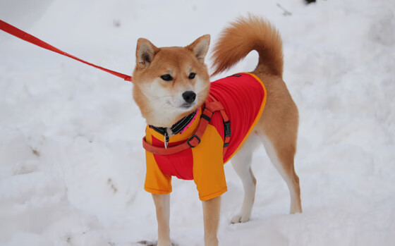 中国女排老将回归激发全队斗志和信心,中国女排的老将