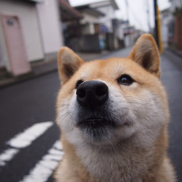 kaiyun体育app-水球比赛韩国防线稳固，2020水球比赛