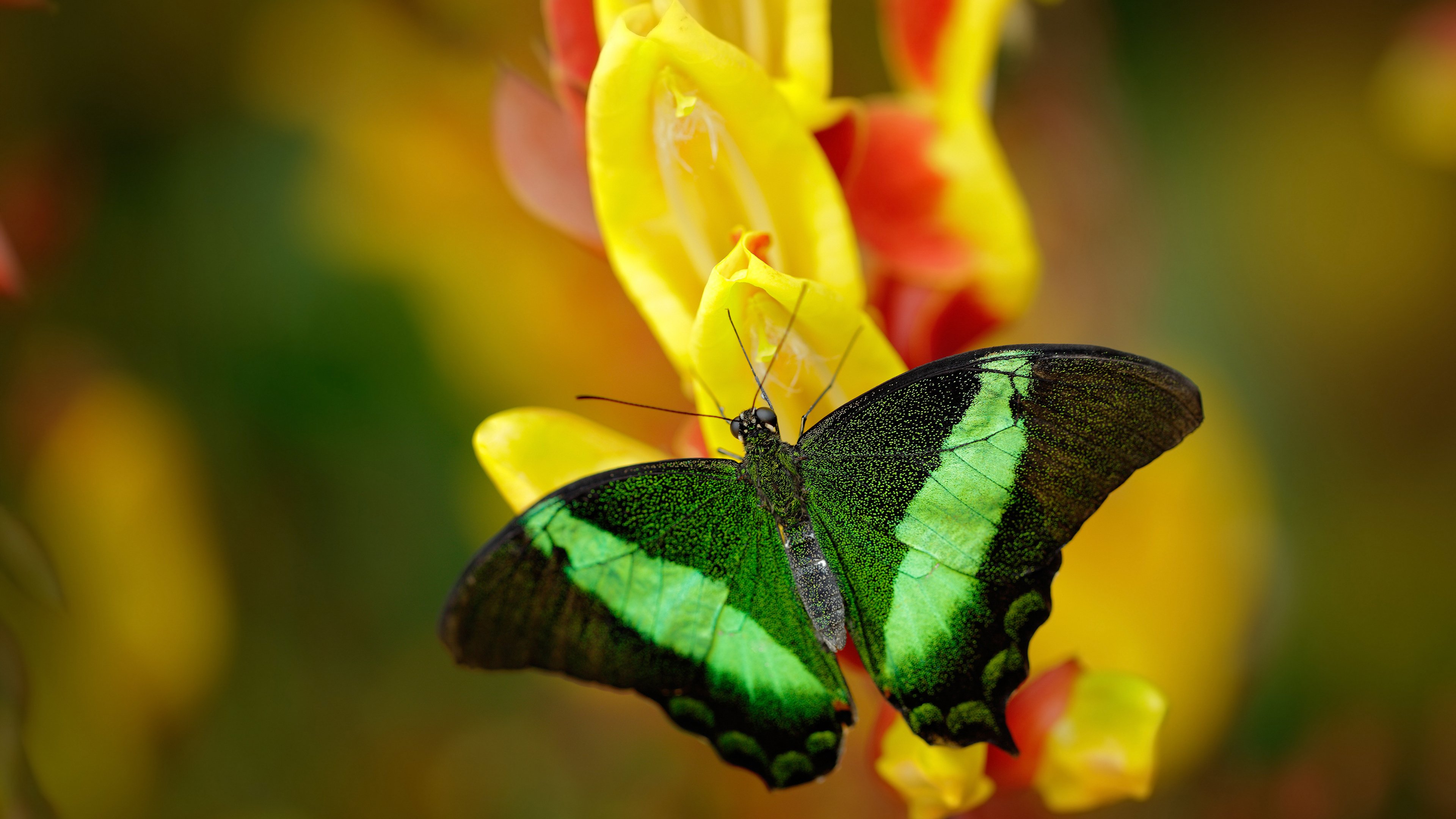 美洲杯激情碰撞:明星表现极致精彩!,美洲杯视频集锦
