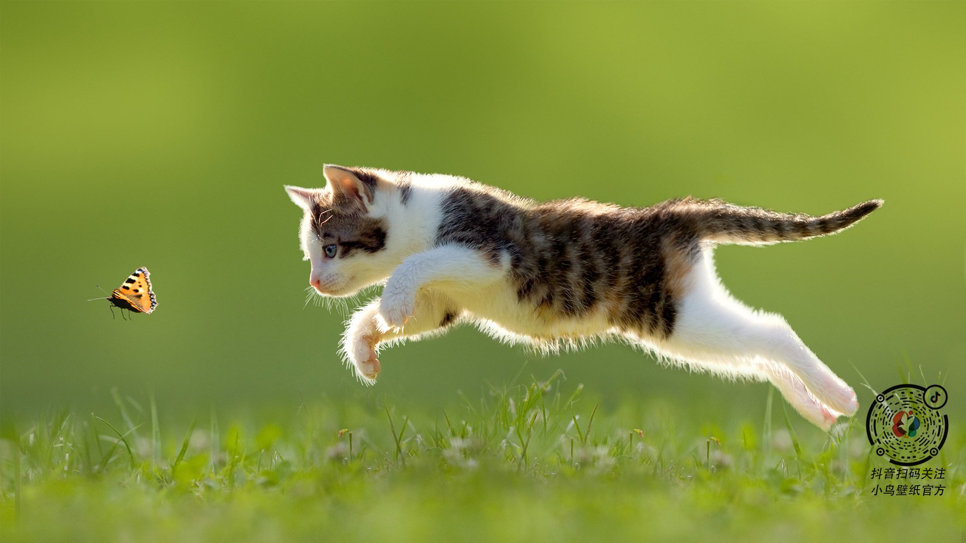 蛙泳比赛吉尔吉斯斯坦实力提升明显,吉尔吉斯斯坦赛程