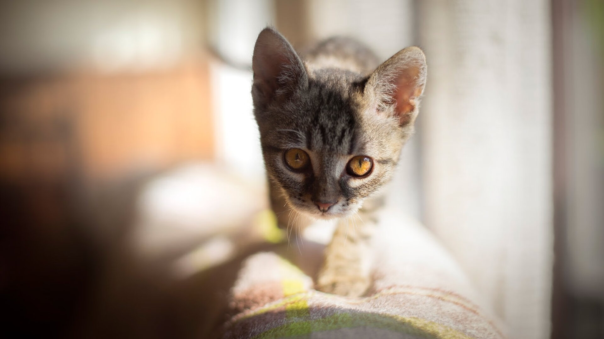 开云官方网站-跳水团队配合默契摩纳哥获佳绩，摩洛哥跳水