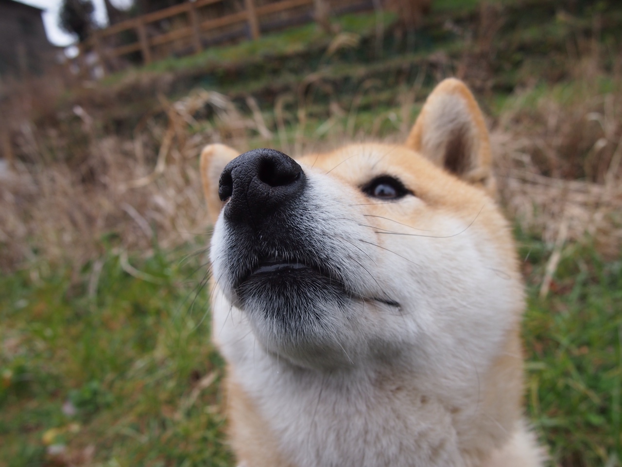 开云网页版登录入口-隆戈：新西兰全黑队历史上最具话题性的球员之一